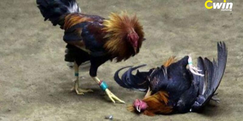 Đá gà Thomo - Top 5 kinh nghiệm chơi cực hay từ cao thủ BJ88 2 Giới thiệu thông tin về đá gà Thomo tại BJ88